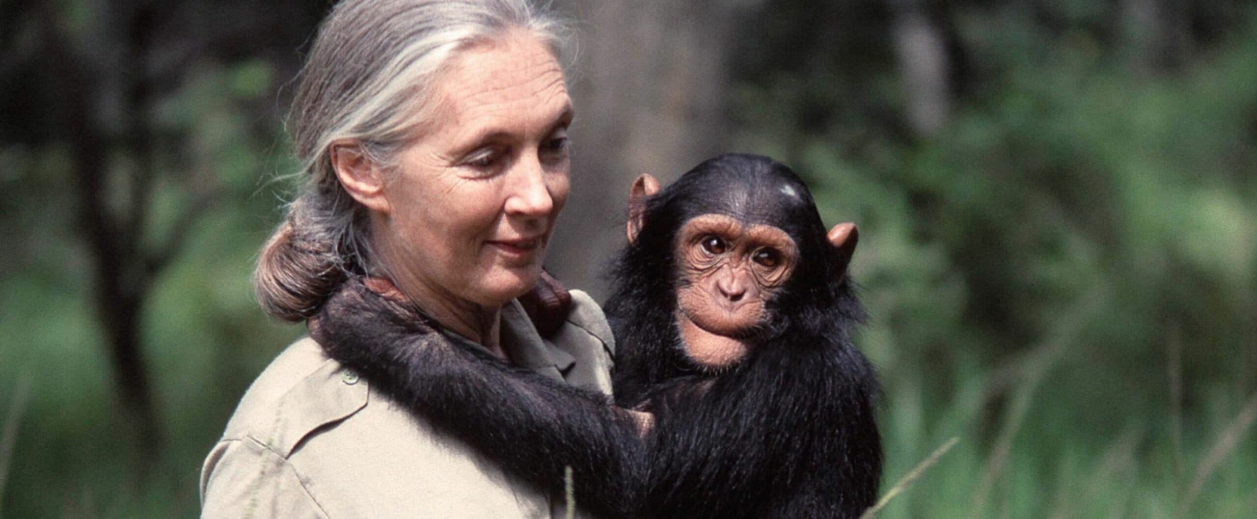 Jane Goodall, anthropologue et écologiste de renom, est décédée à l'âge de 91 ans