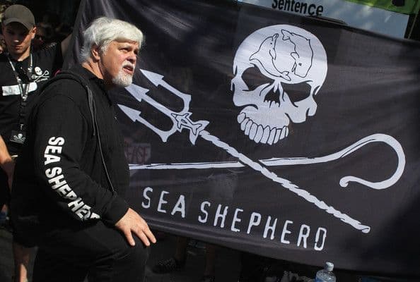 Le défenseur des baleines Paul Watson, détenu au Groenland, a été libéré de prison